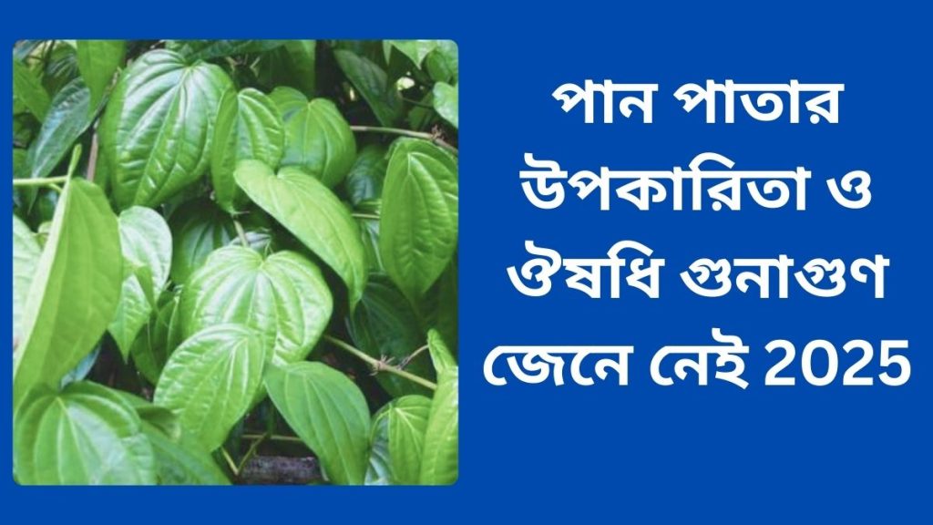 পান পাতার উপকারিতা ও ঔষধি গুনাগুণ জেনে নেই 2025